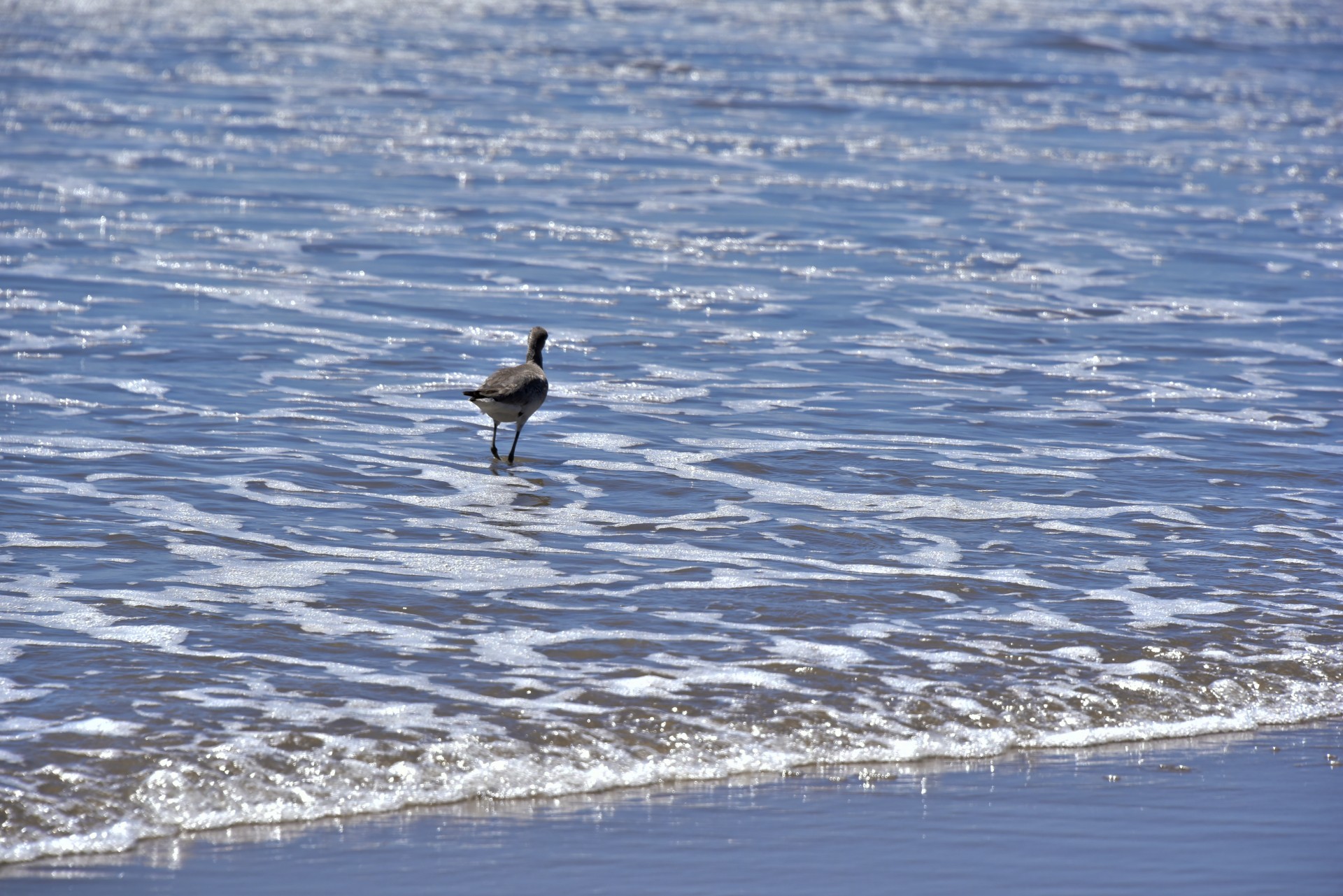 gull beach sea free photo