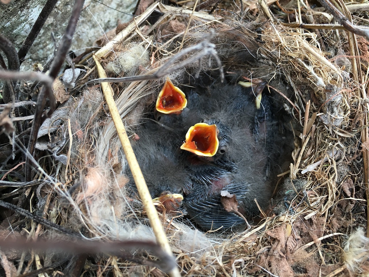 wagtail chick nest free photo