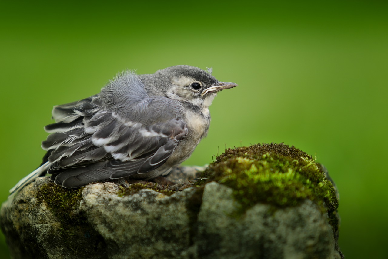 wagtail chick birds free photo