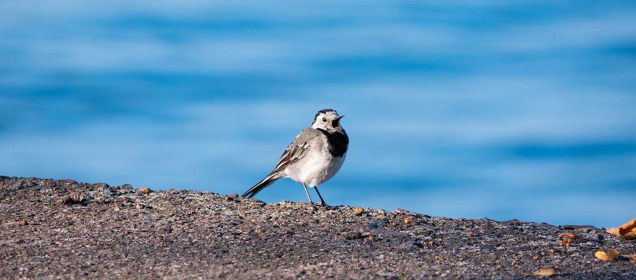 wagtail  bird  animals free photo