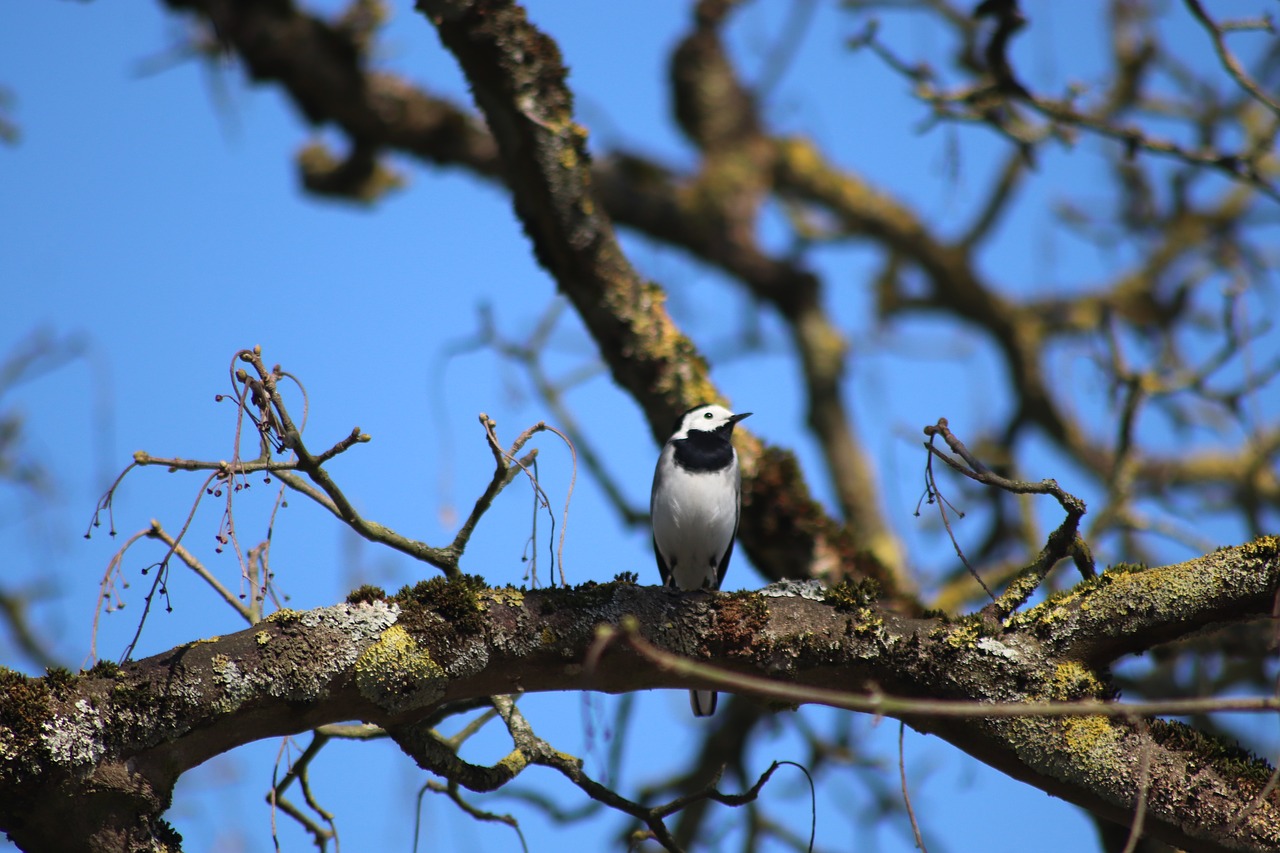 wagtail  birds  perched free photo