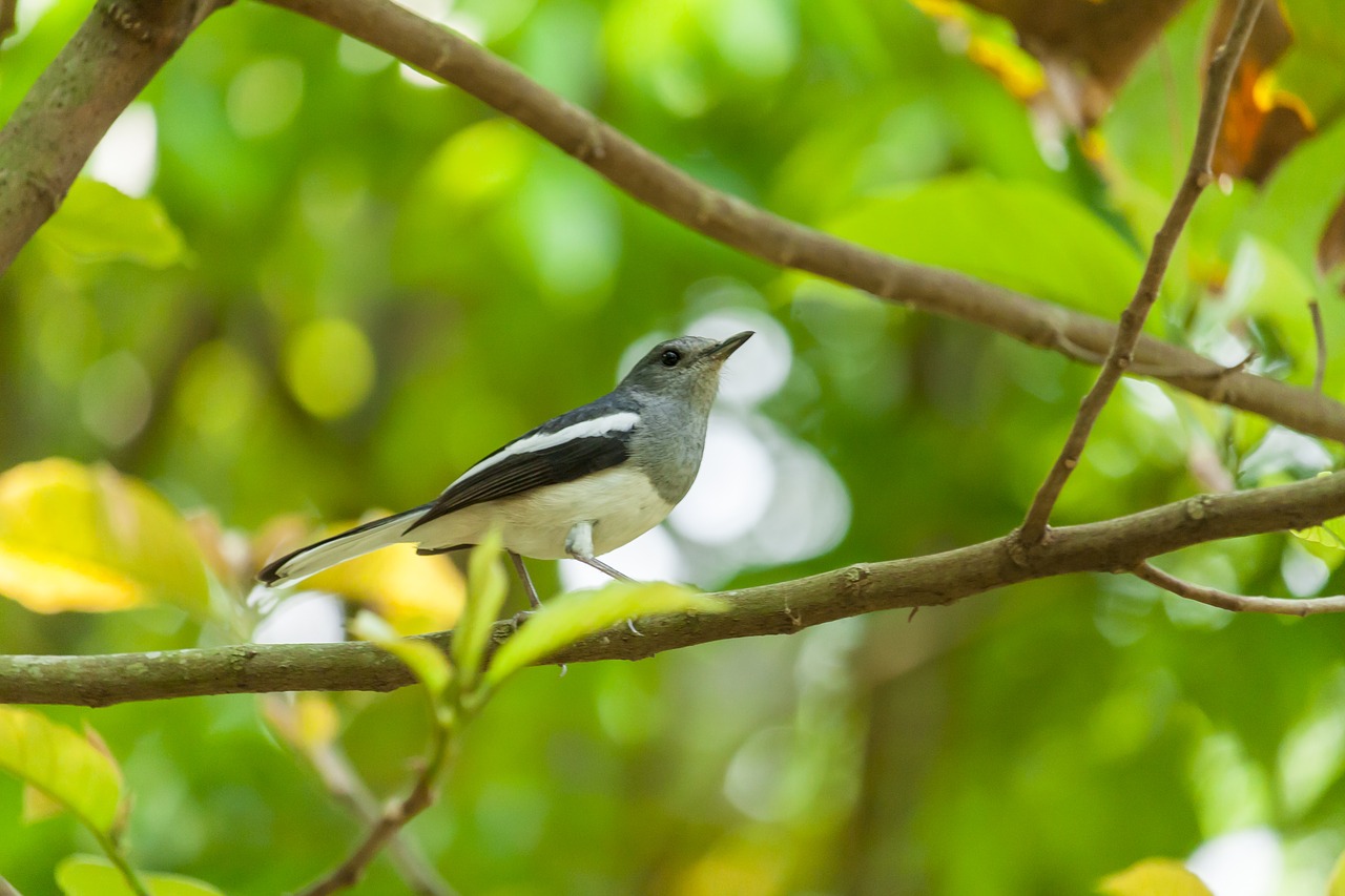 wagtail  bird  animal free photo