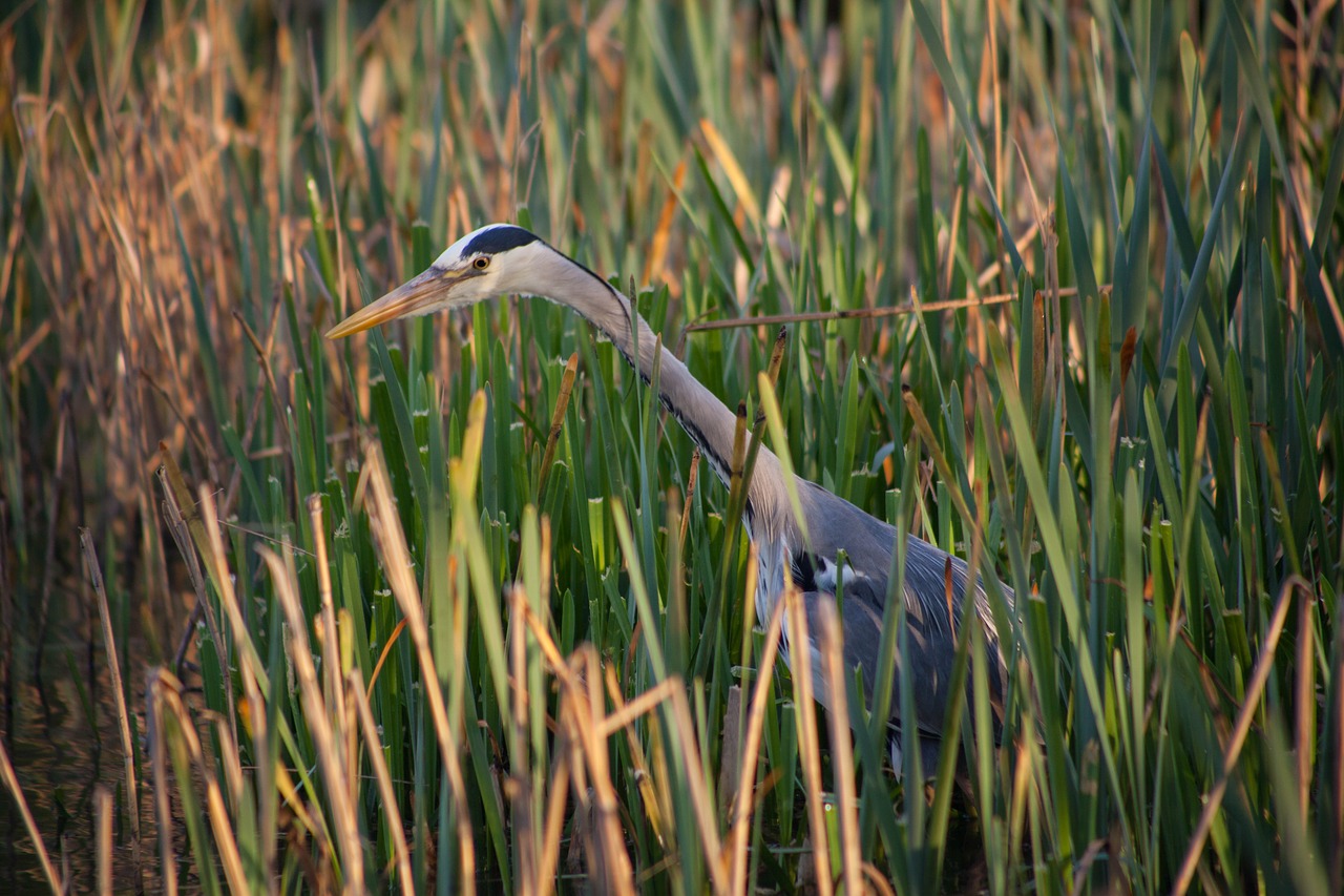 waiting  grey heron  heron free photo