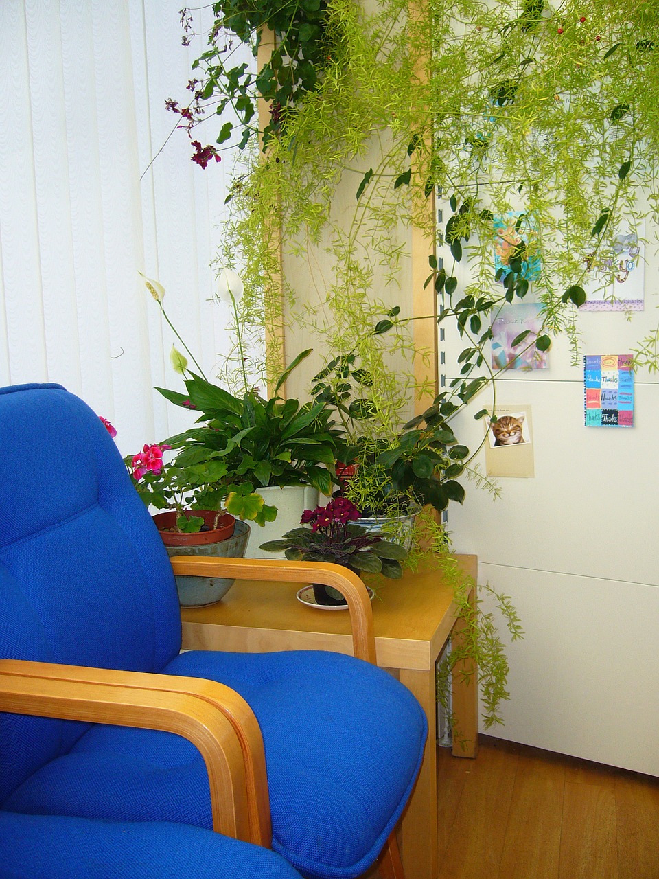 waiting area blue chair indoor plants free photo