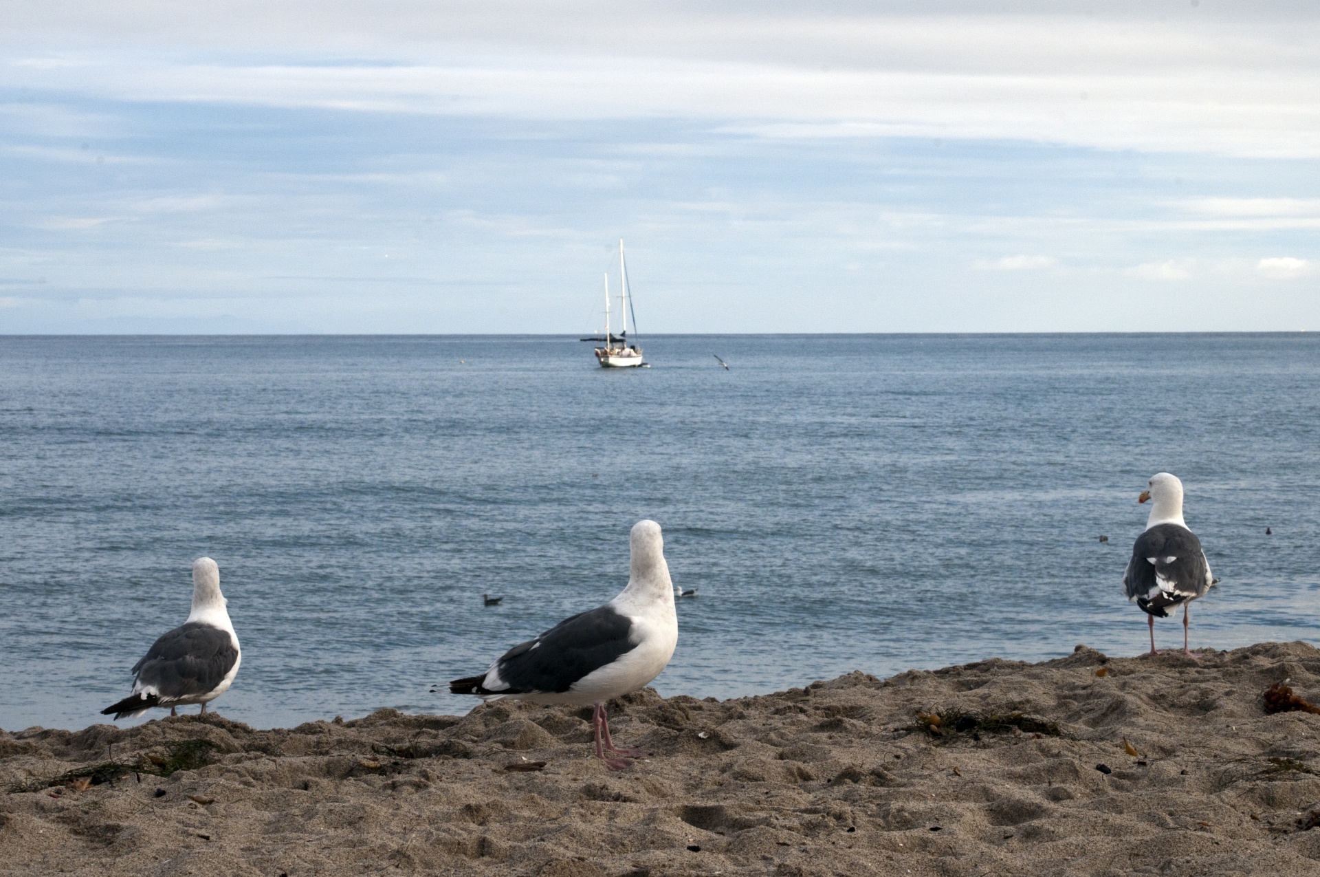 seagull seagulls sailboat free photo