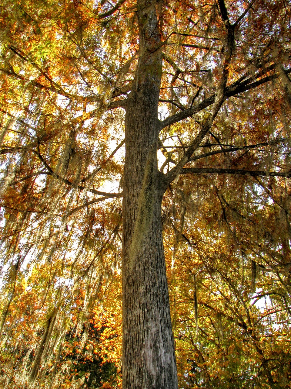 wakulla florida usa free photo