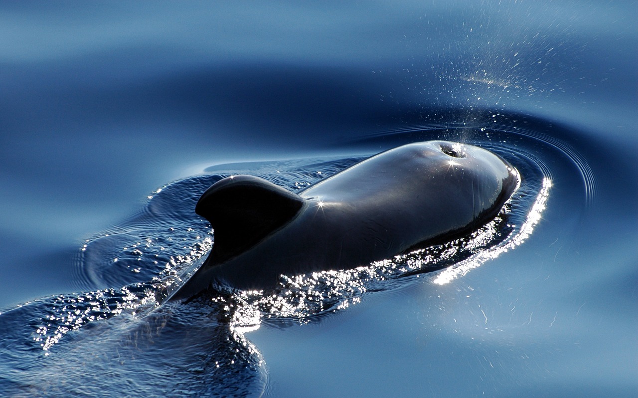 wal marine mammals pilot whale free photo