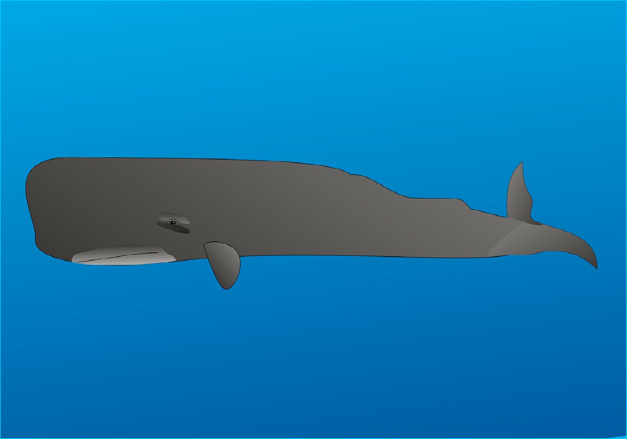 wal sperm whale marine mammals free photo