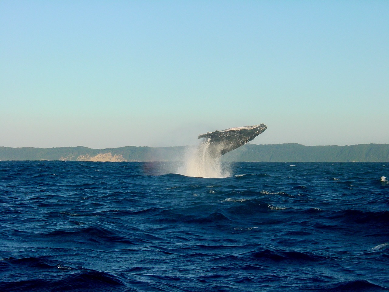 wal humpback whale ocean free photo
