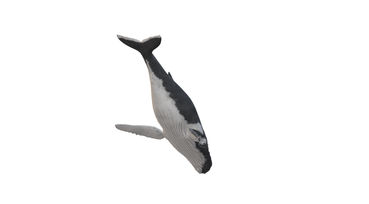 wal  humpback whale  animal free photo
