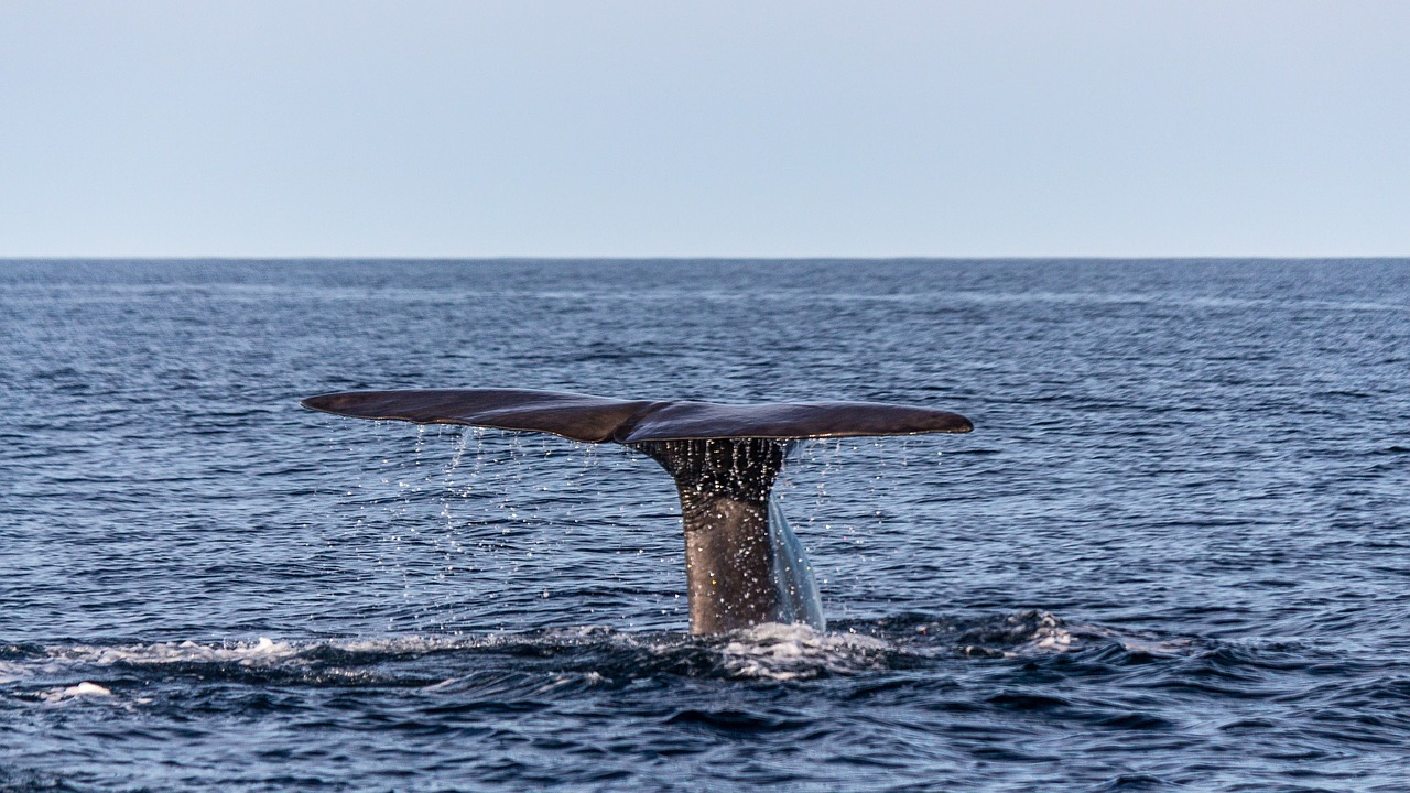 wal sperm whale caudal fin free photo