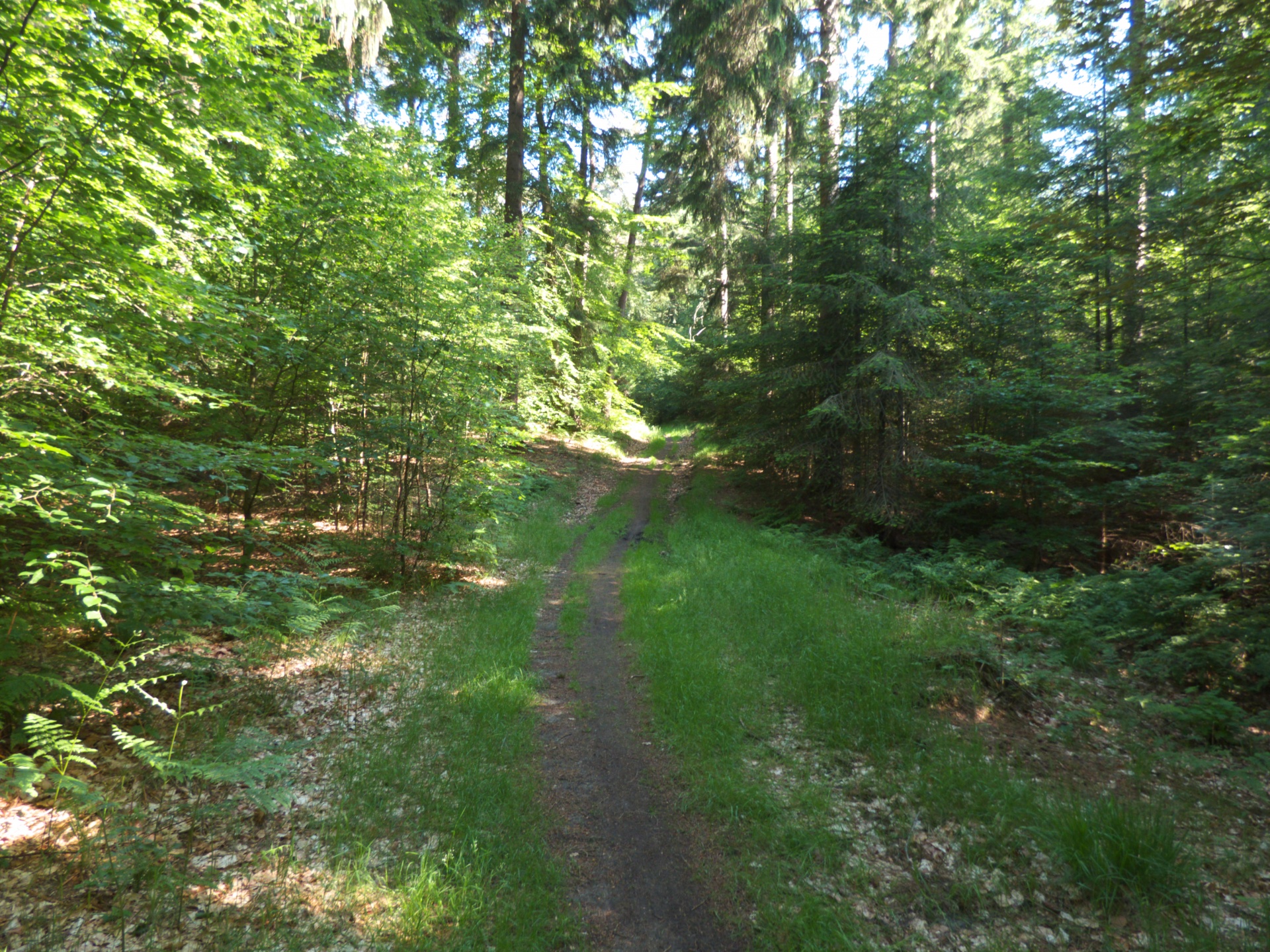 forest path tree free photo