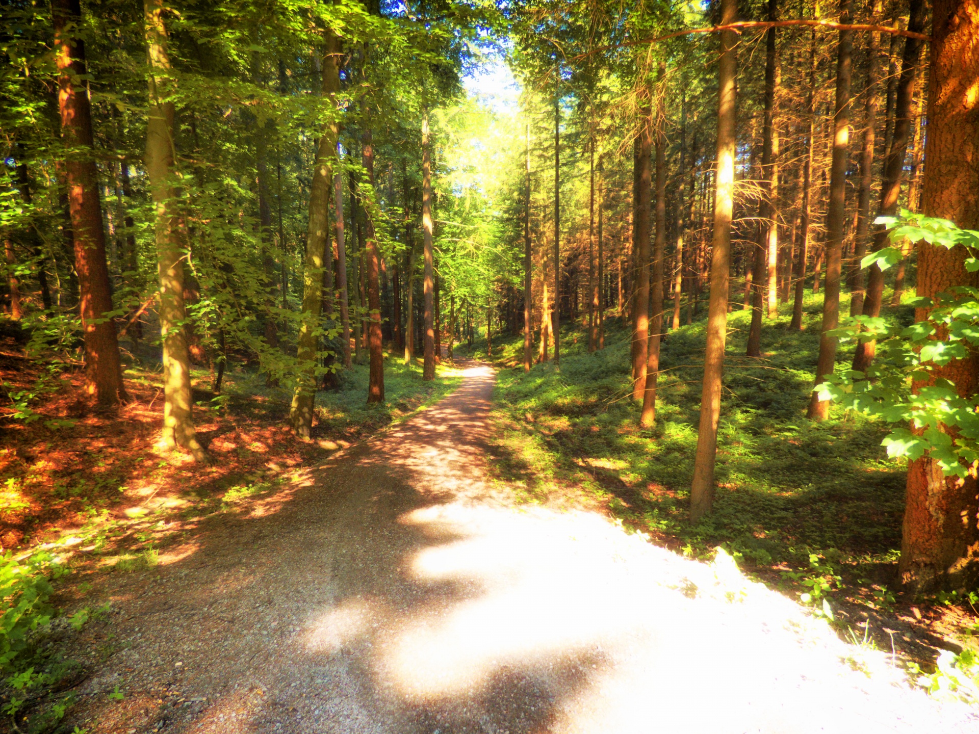 forest path tree free photo