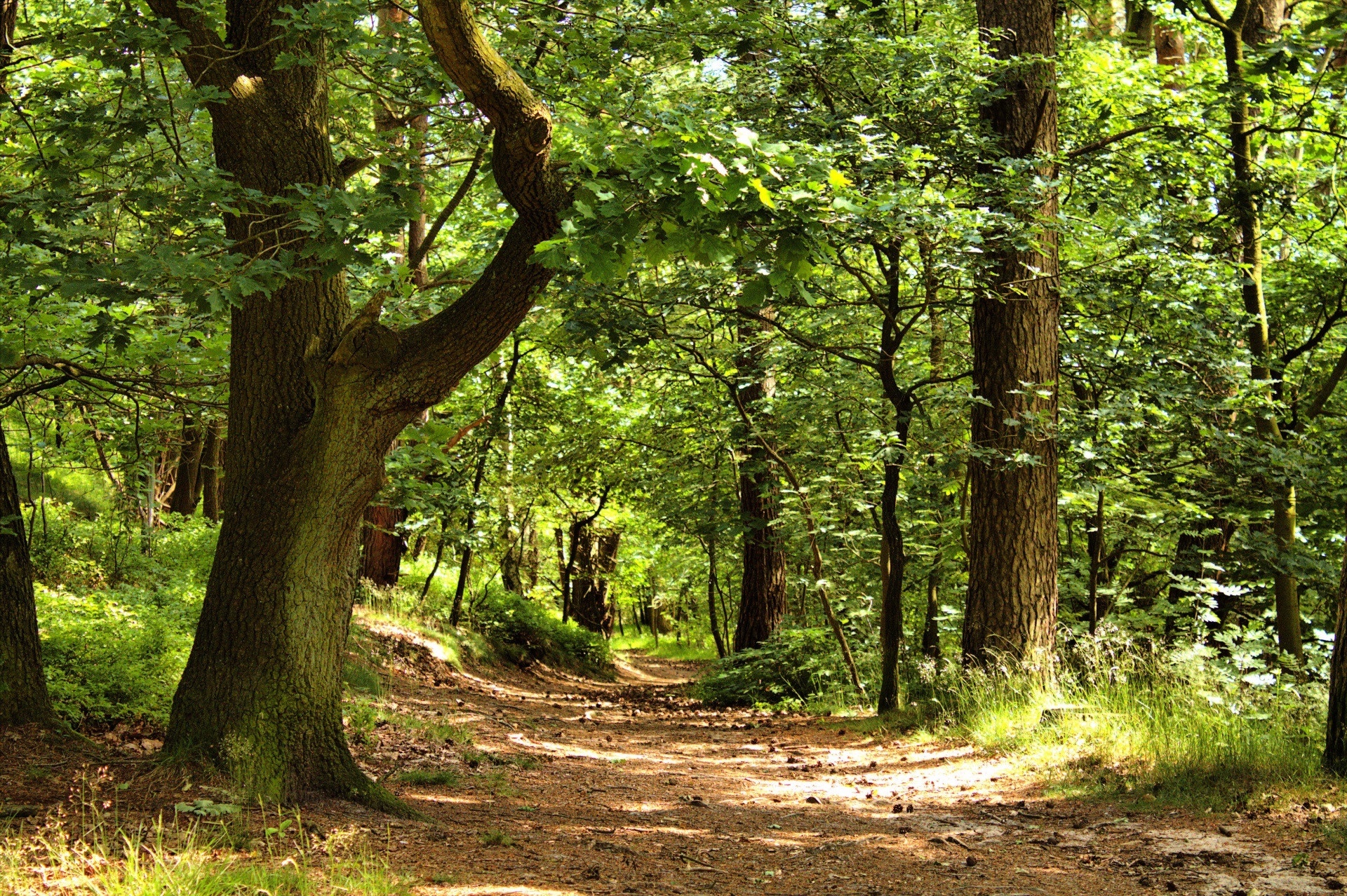 forest path tree free photo