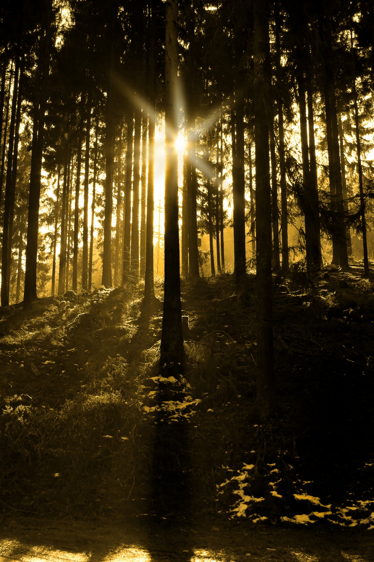 forest sun raking light free photo