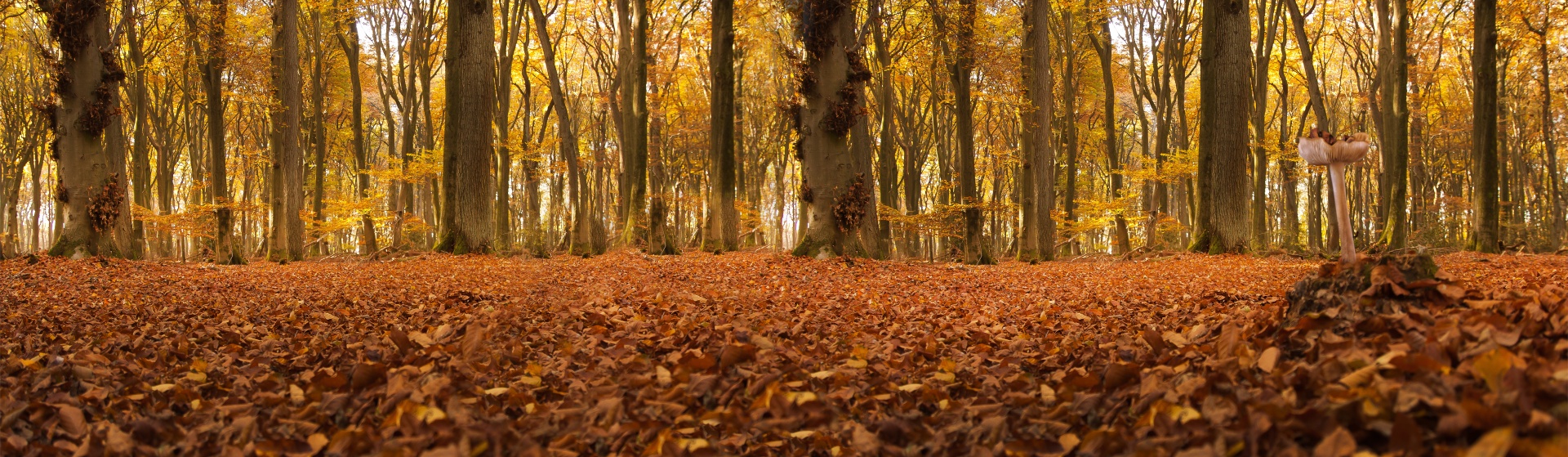 panorama forest autumn free photo