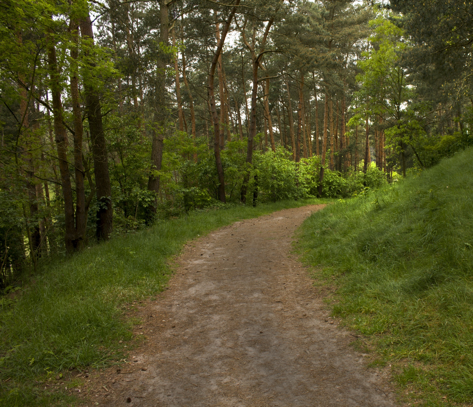 landscape forest nature free photo