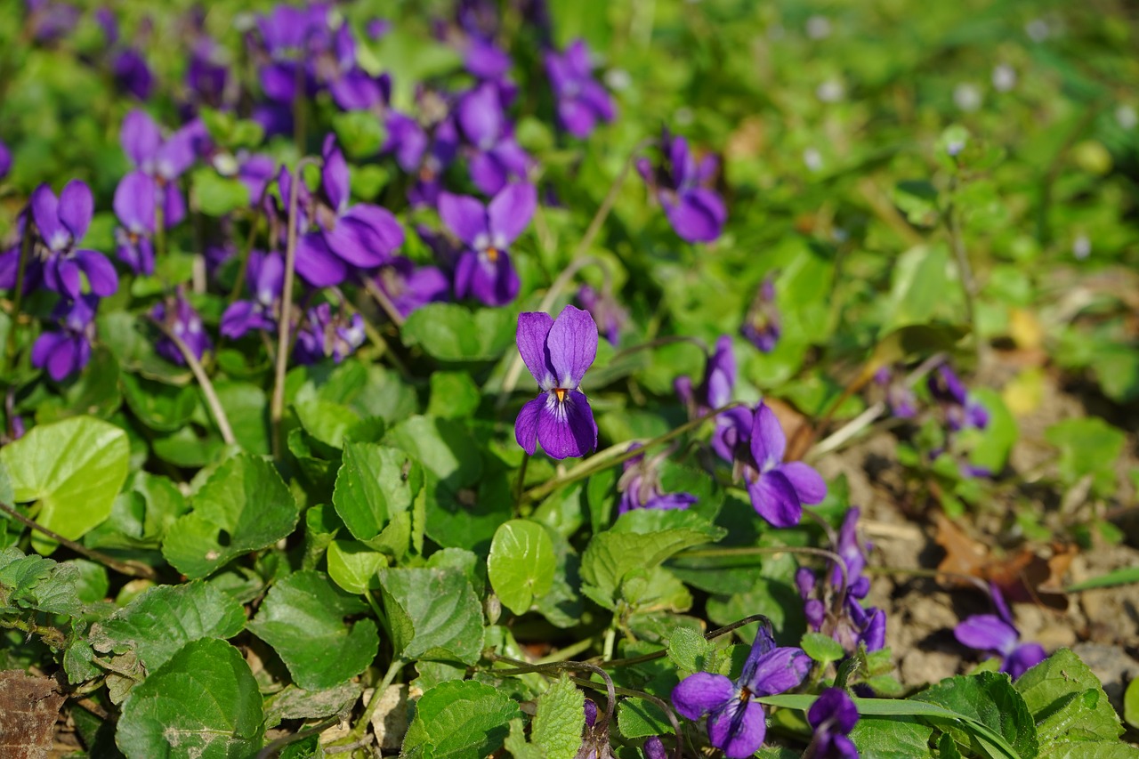 wald violet blossom bloom free photo