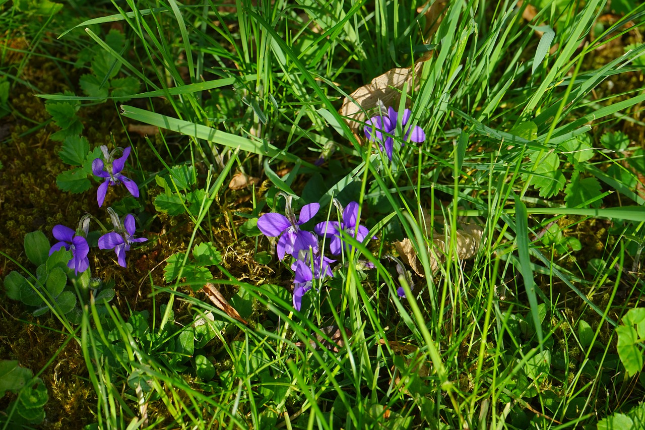 wald violet violet flower free photo