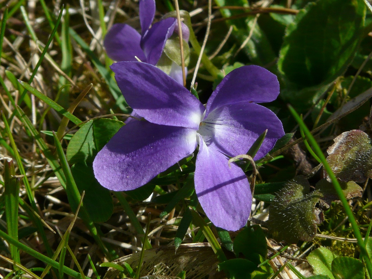 wald violet violet purple free photo