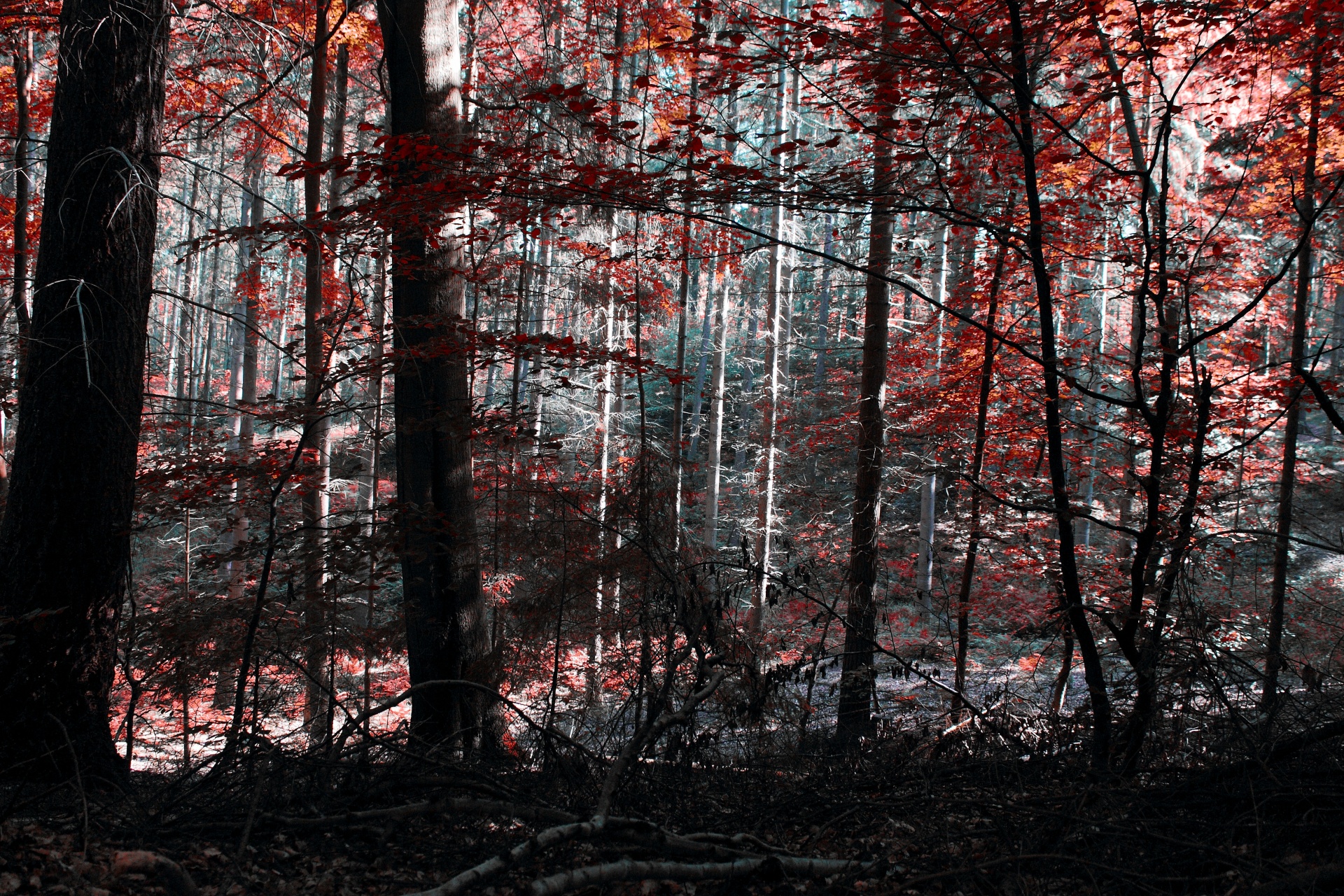 forest path tree free photo