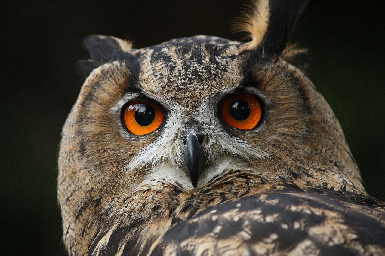 waldkautz owl eagle owl free photo