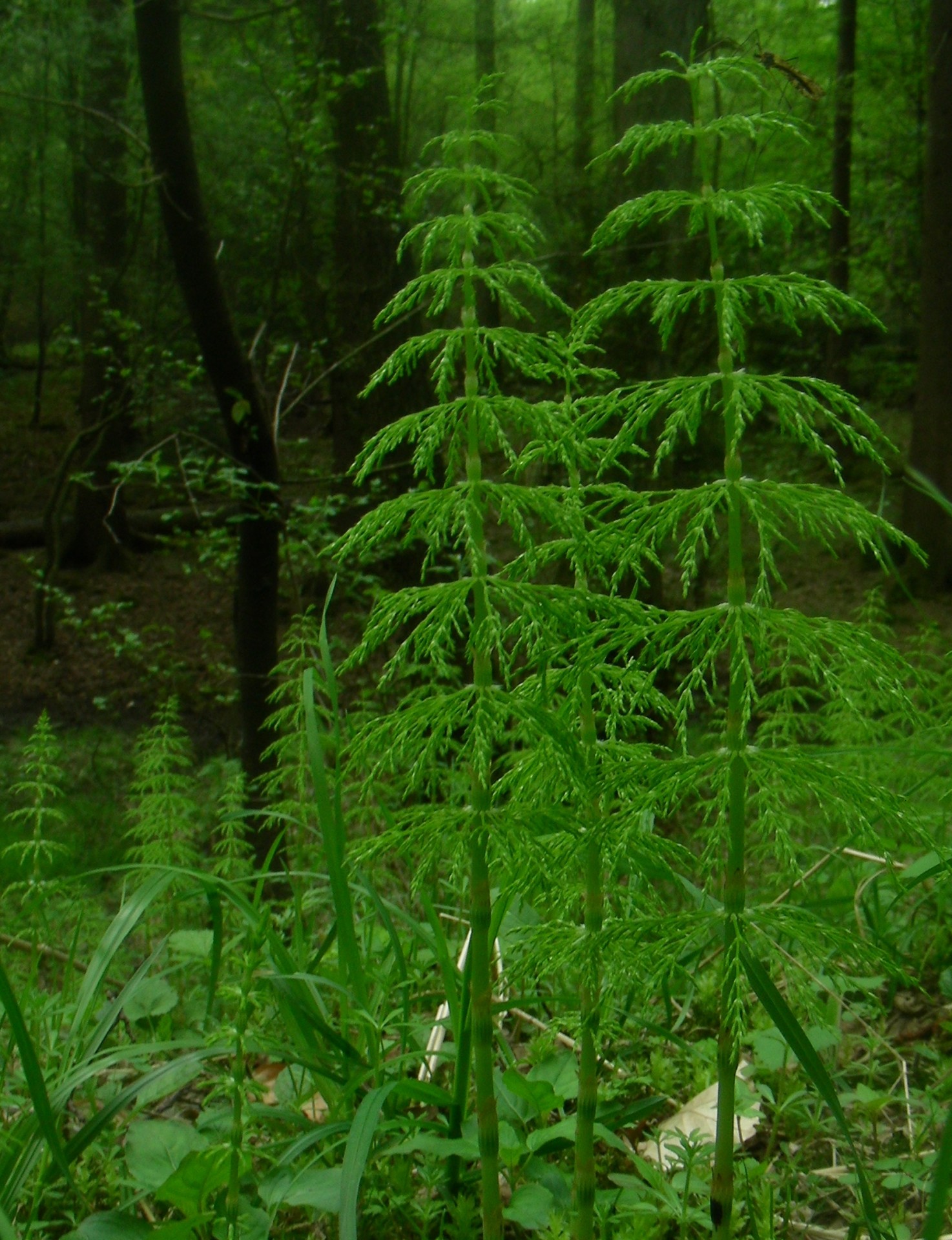 forest spring stalk free photo