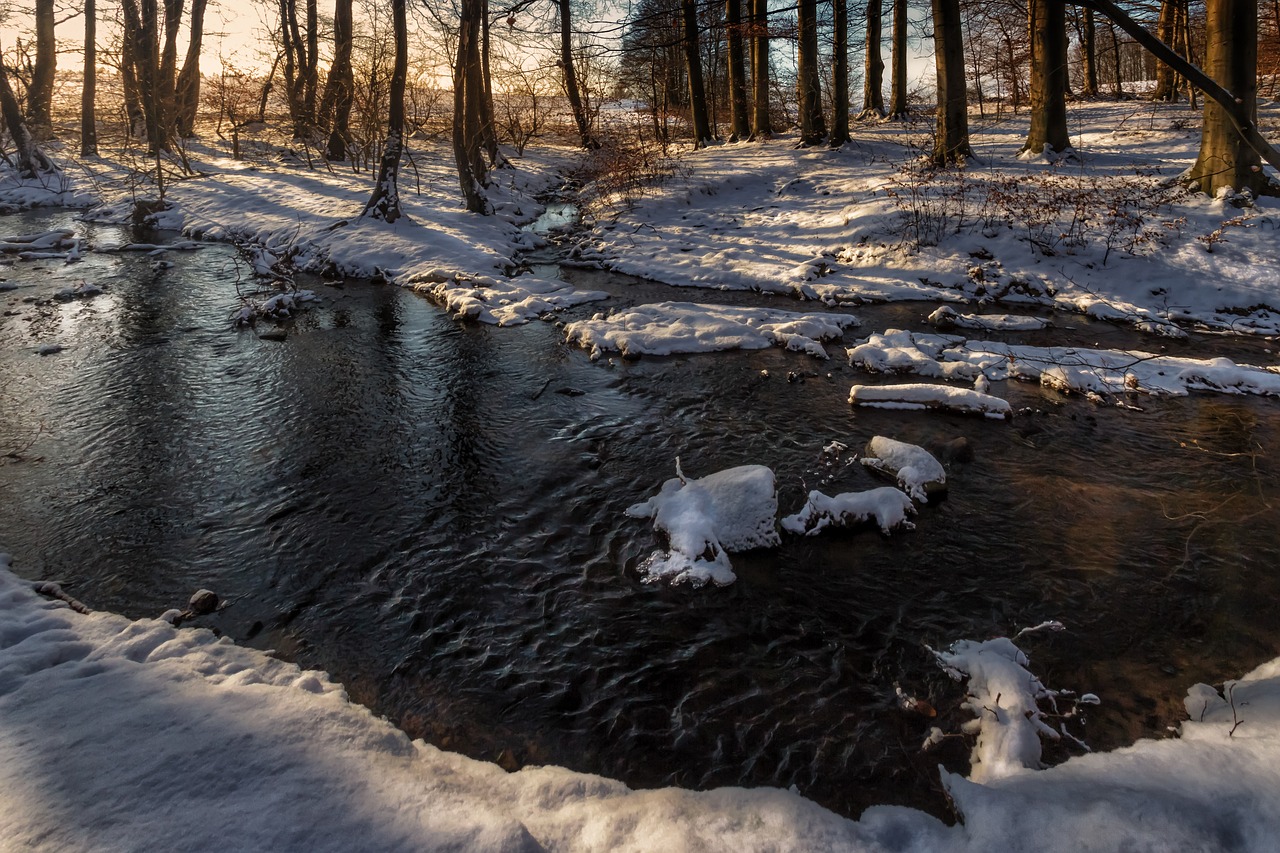 waldsee evening sun water free photo