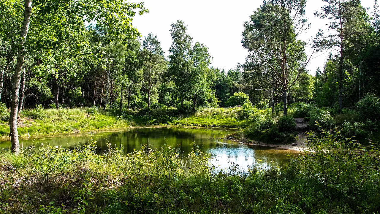 waldsee lake forest free photo