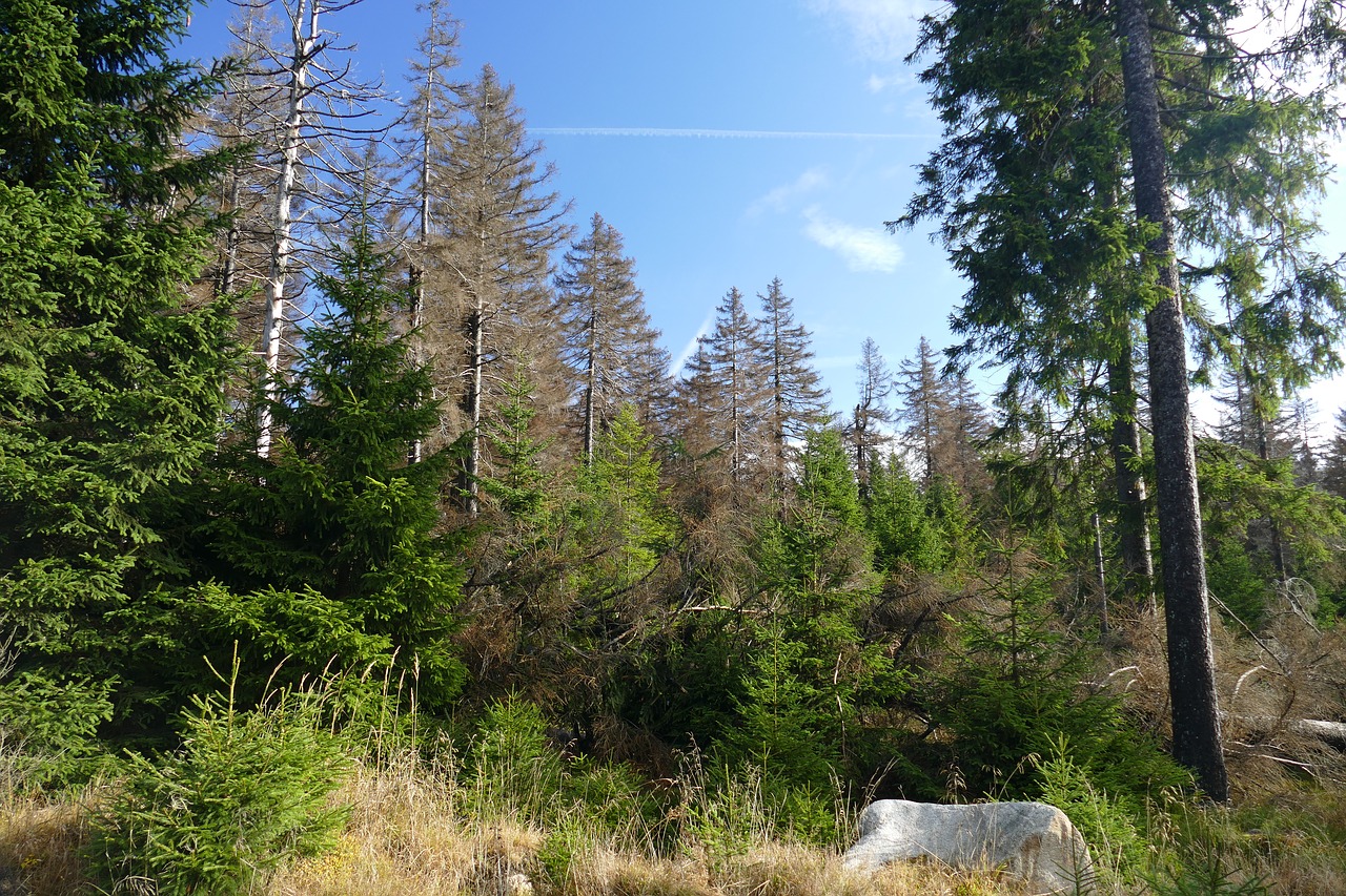 waldsterben reafforestation contrasts free photo