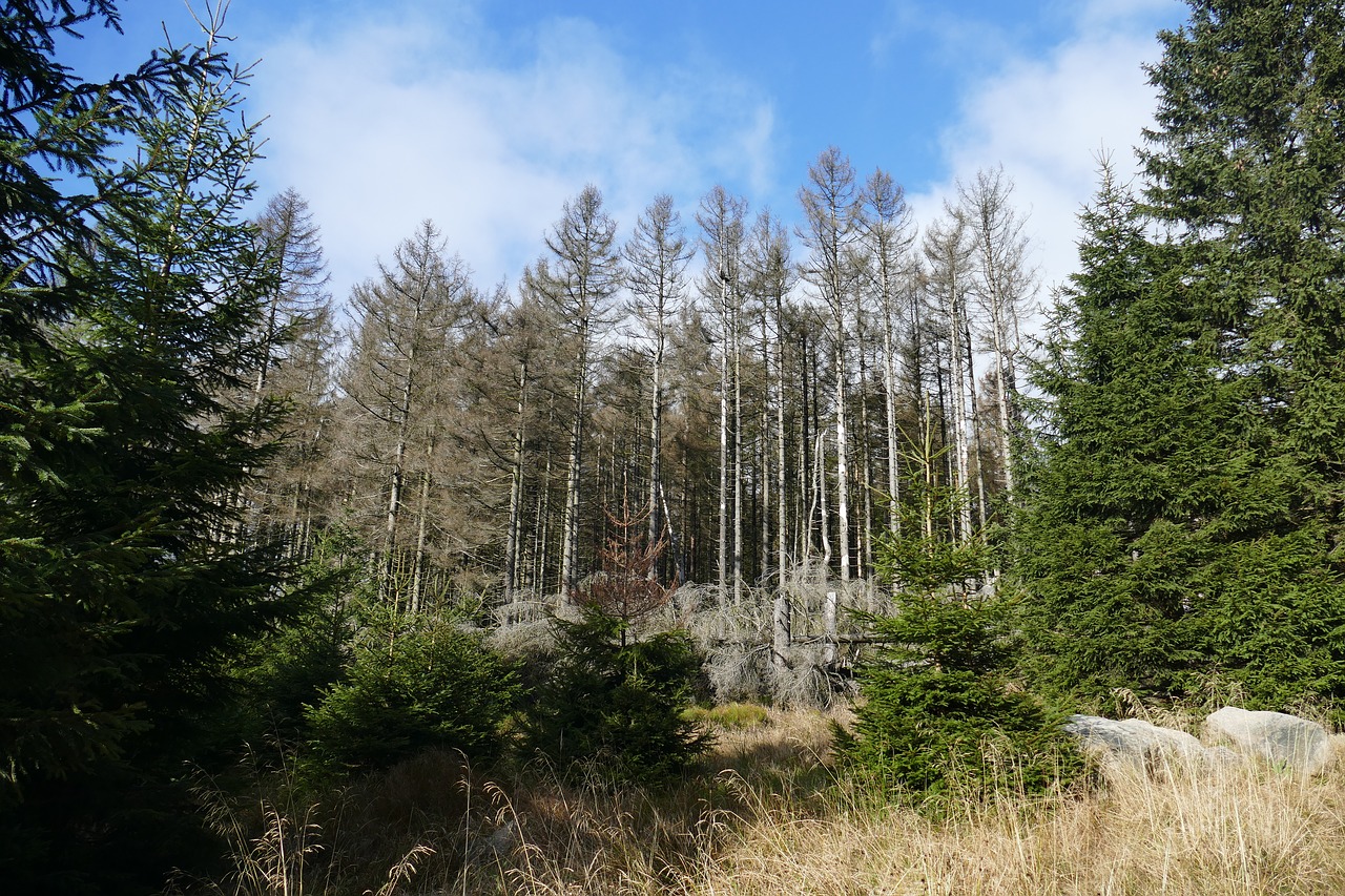 waldsterben reafforestation contrasts free photo