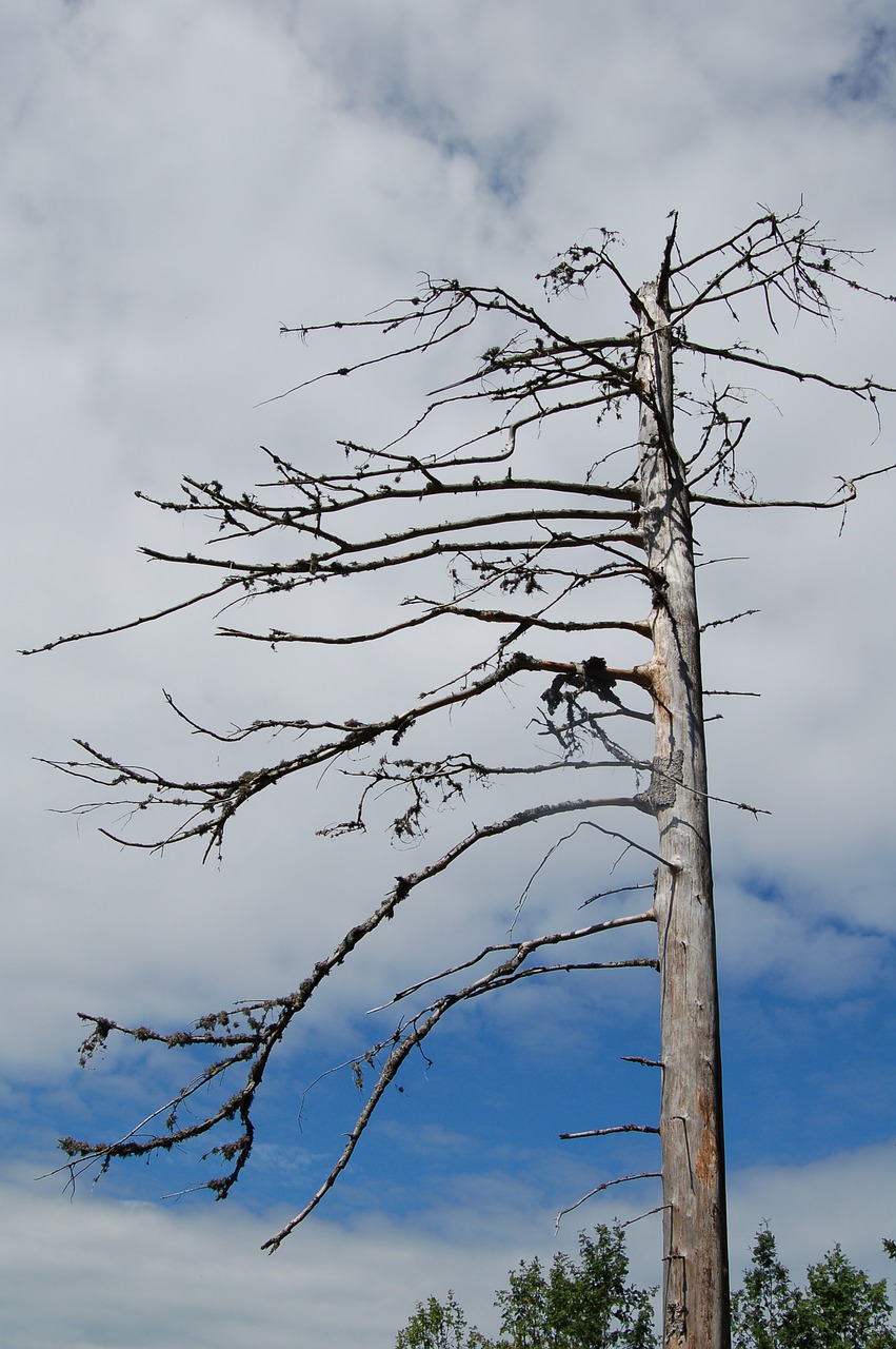 waldsterben  tree  dead free photo