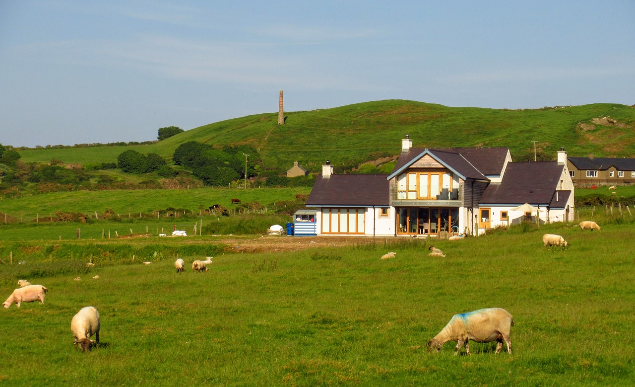 wales  farm  sheep free photo