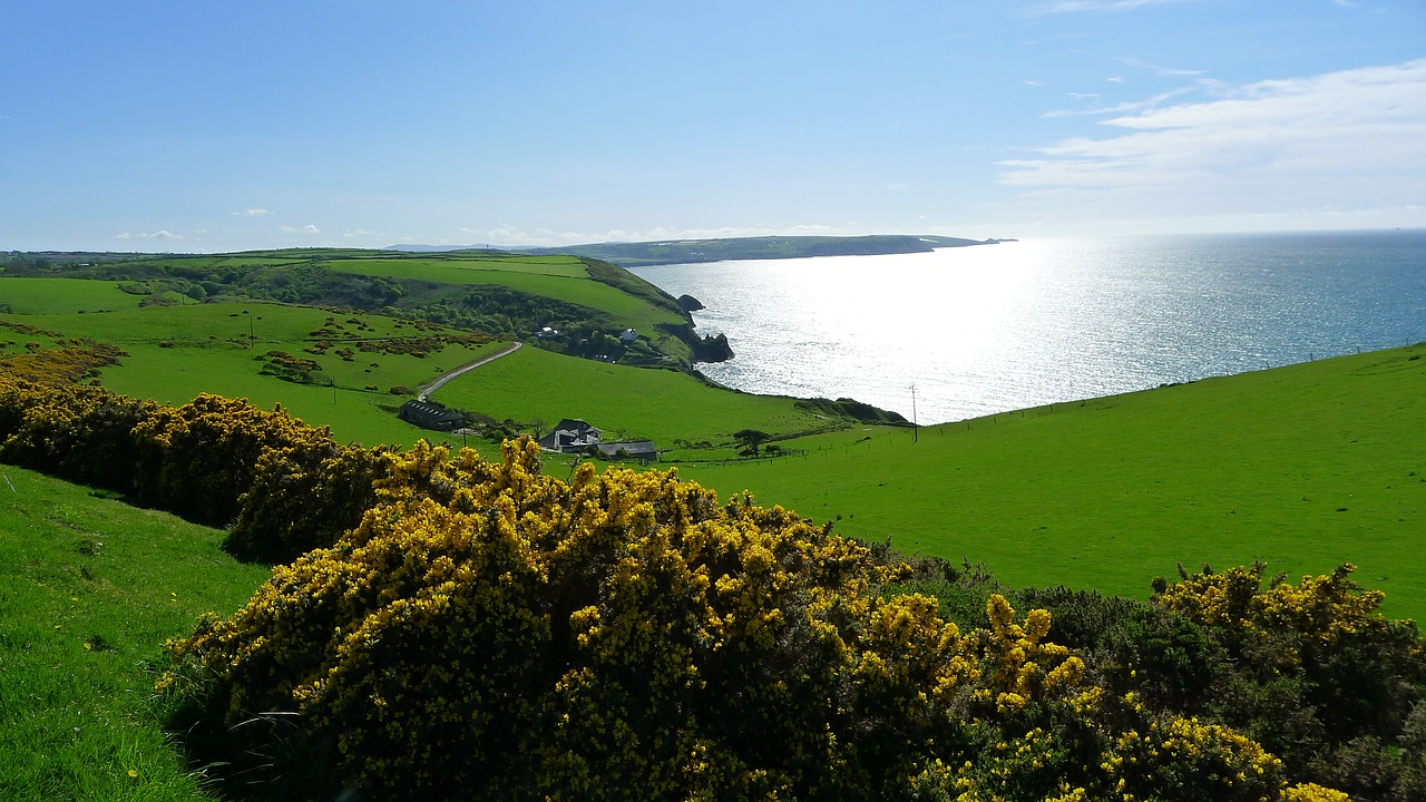 wales coast flower free photo