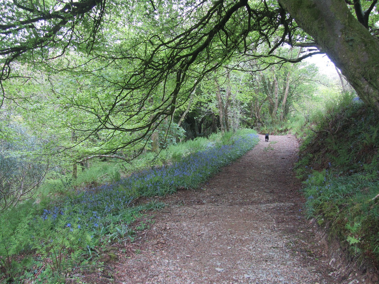 wales walk path free photo