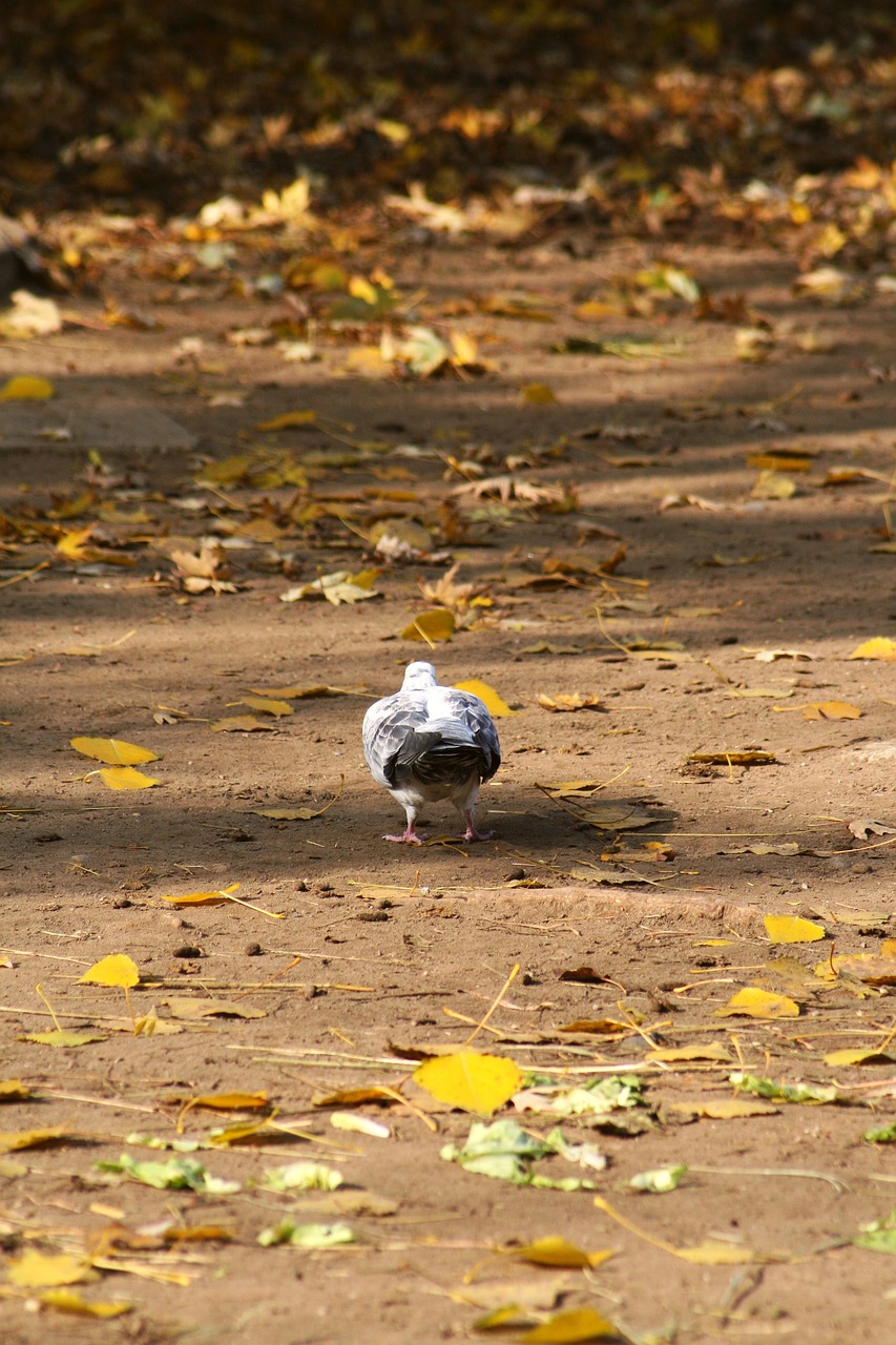 walk bird pigeon free photo