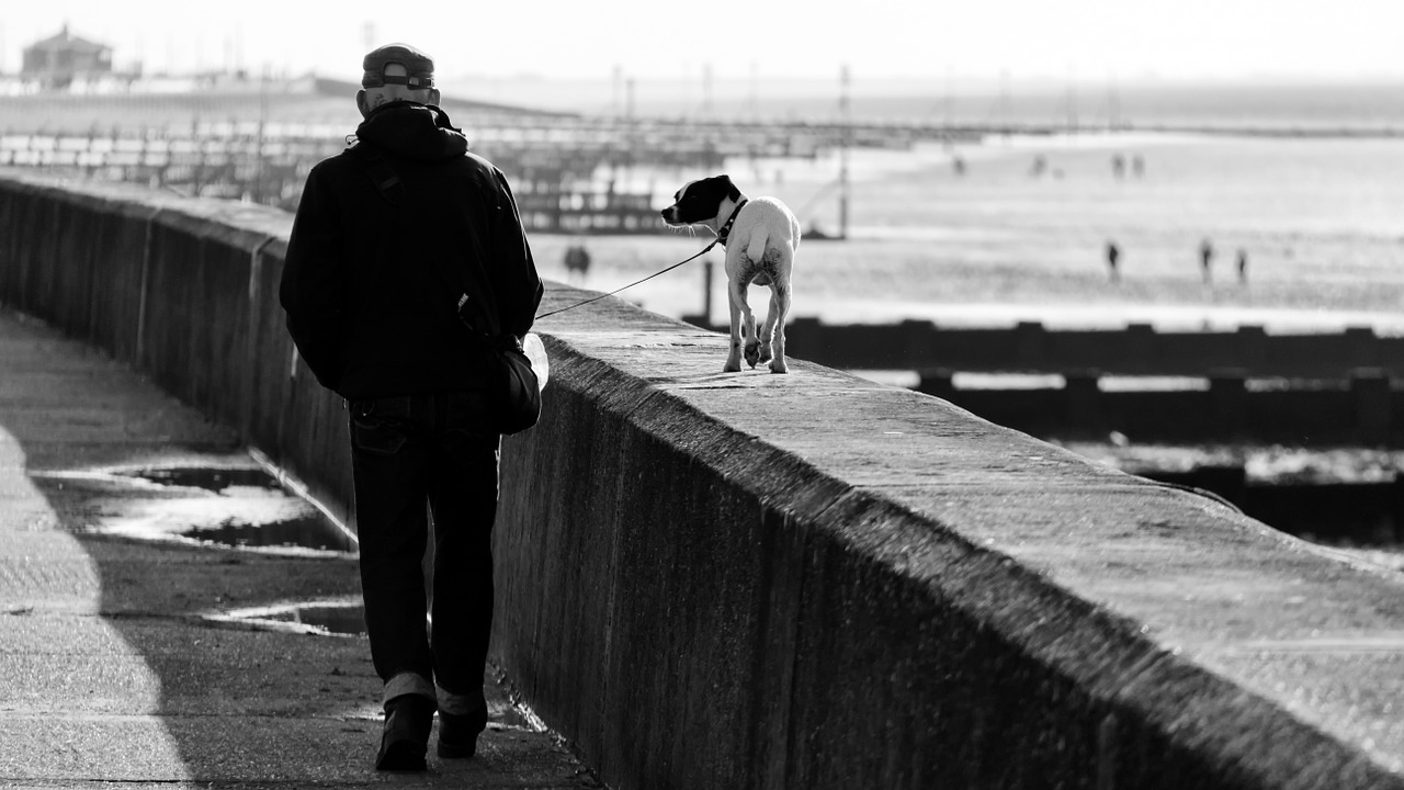 walk dog seaside free photo