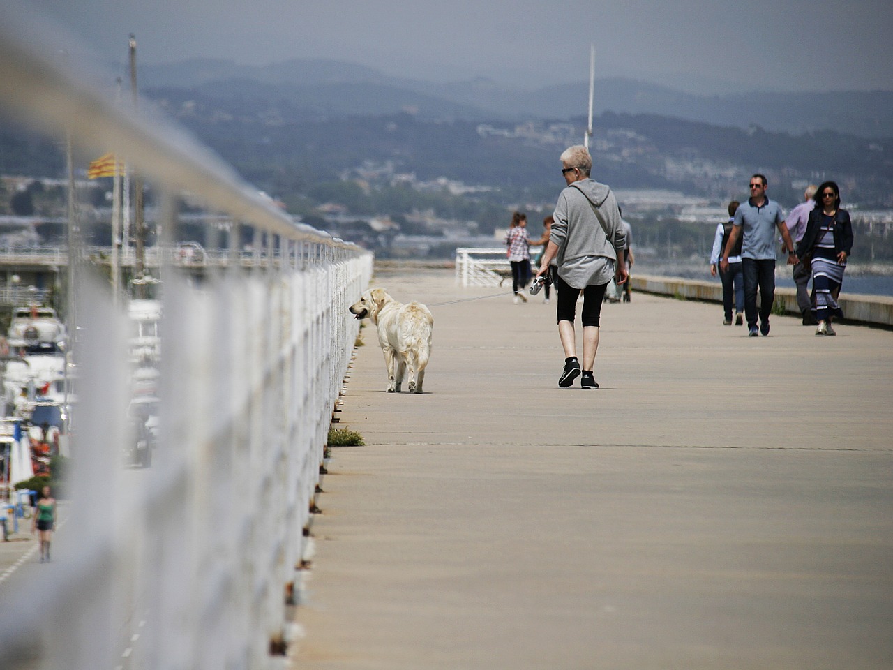 walk pet dog free photo