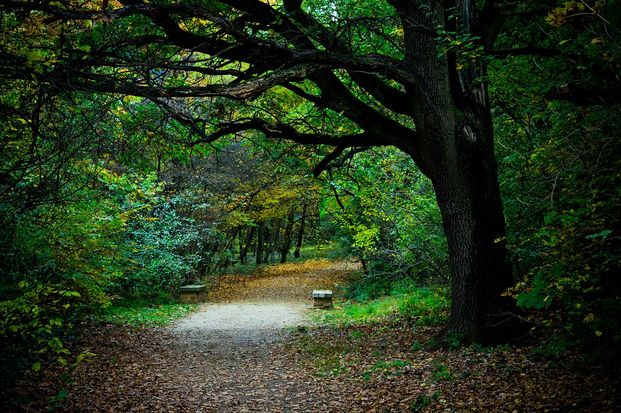 walk road forest free photo