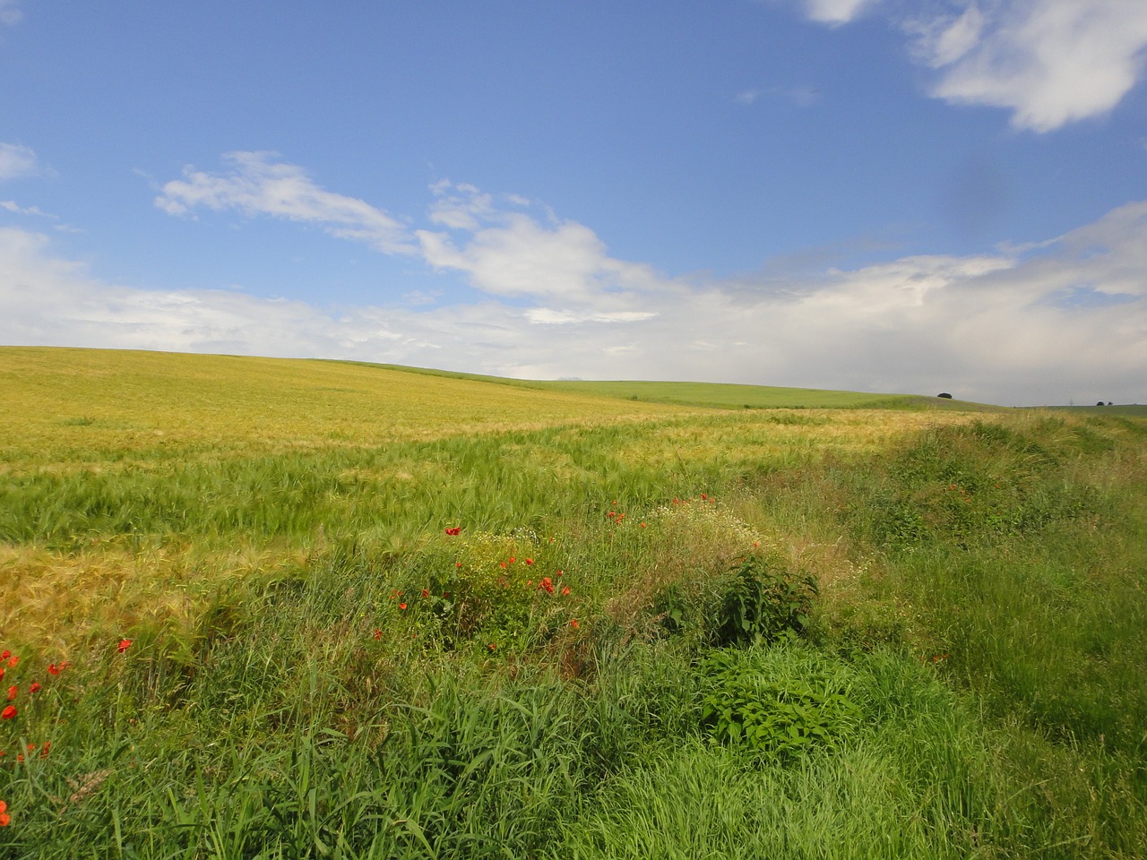 walk field landscape free photo