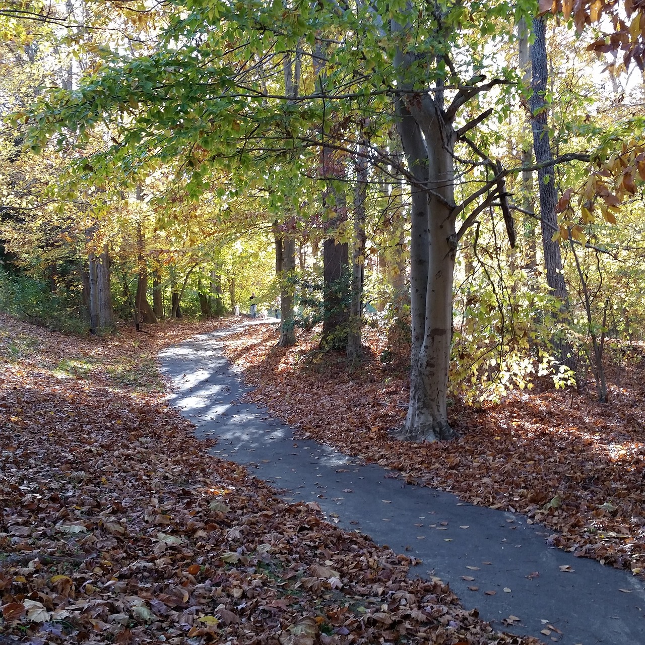 walk nature tree free photo