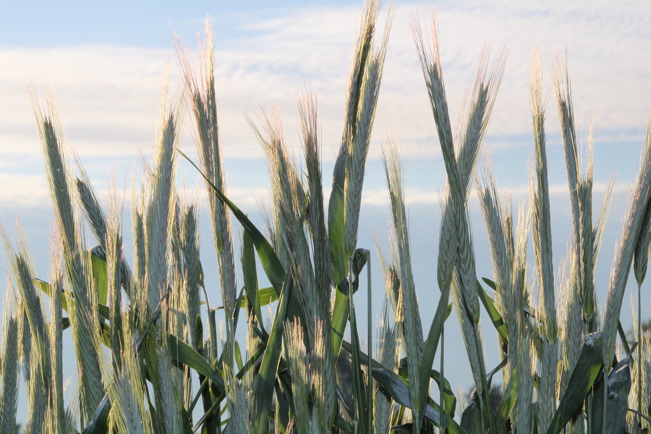 walk cereals nature free photo