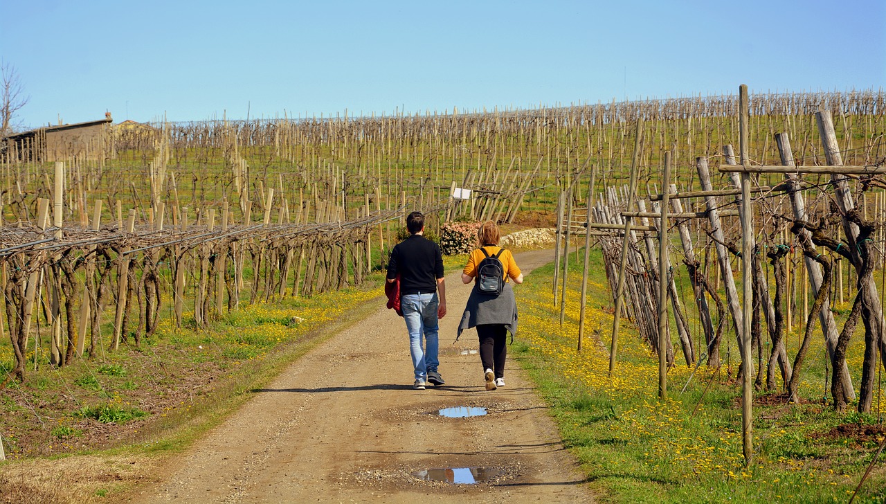 walk excursion vineyard free photo