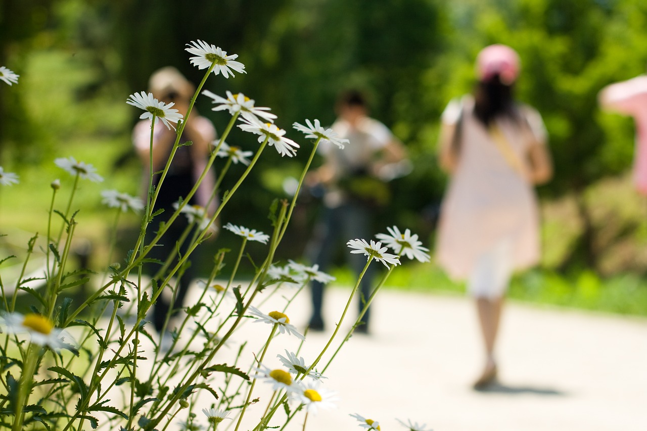 walk daisy people free photo