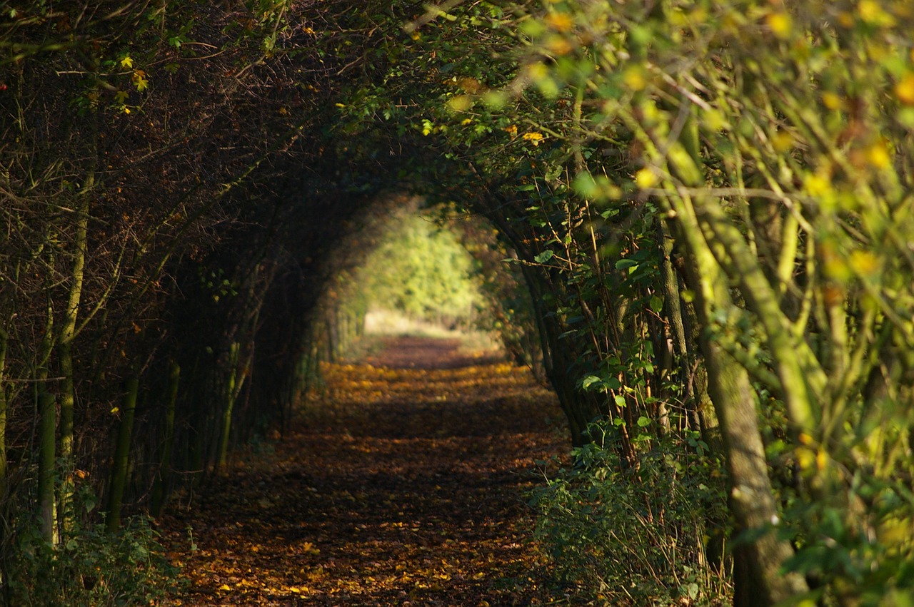 walk footpath trees free photo