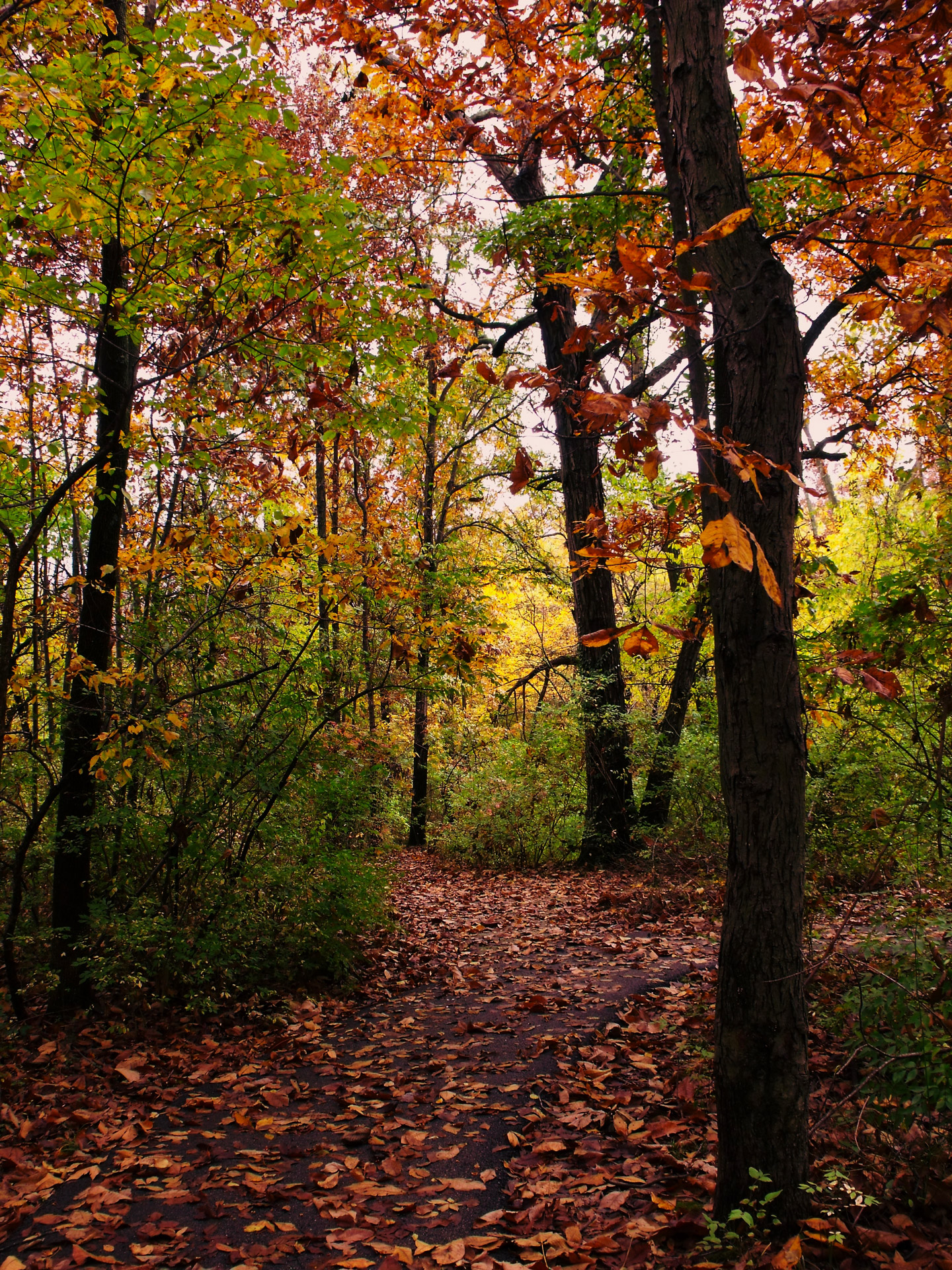 park leaves autumn free photo