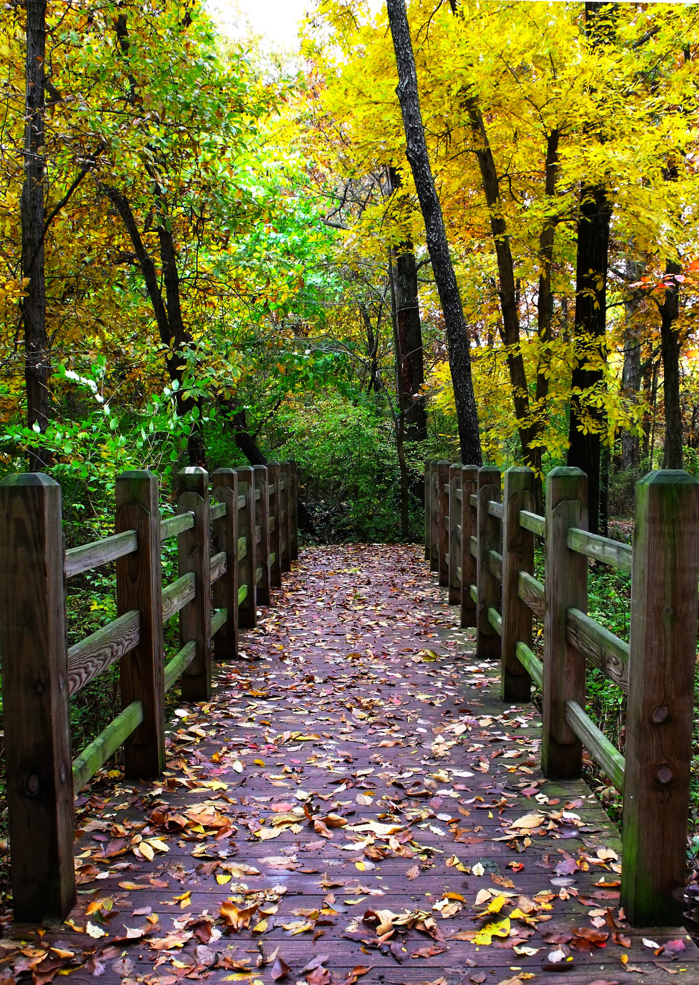 park leaves walk free photo