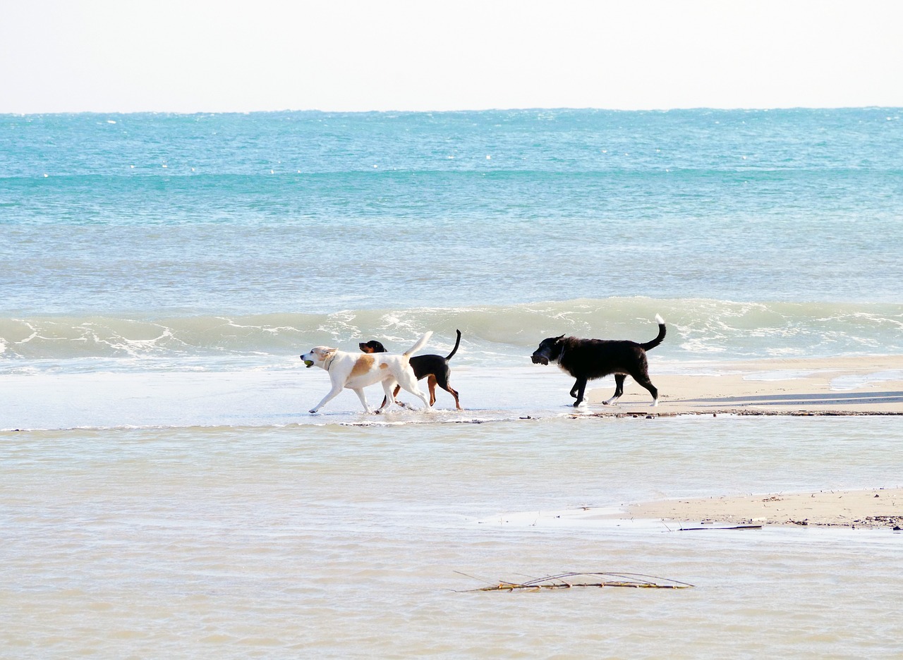 walk on the beach  beach  sea free photo