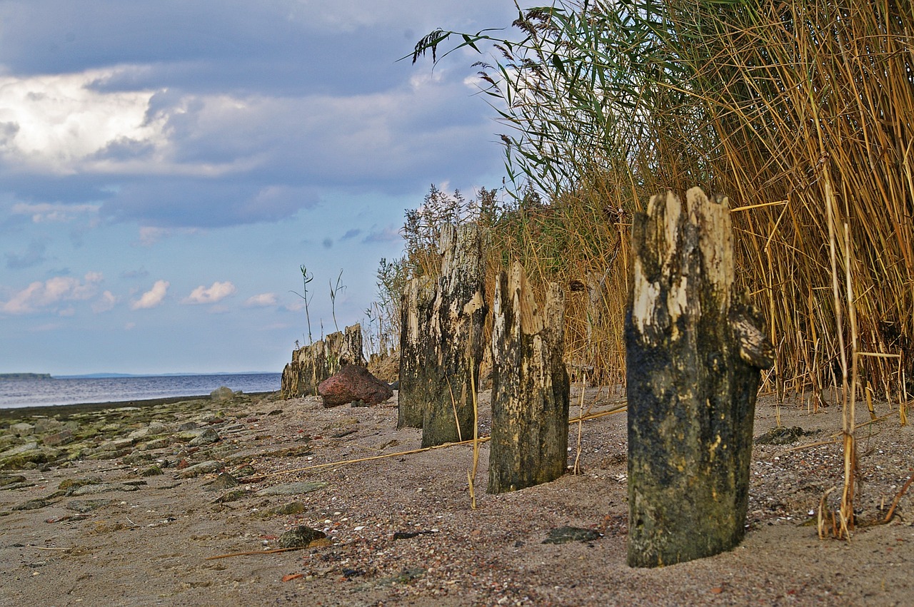 walk on the beach low tide beach free photo