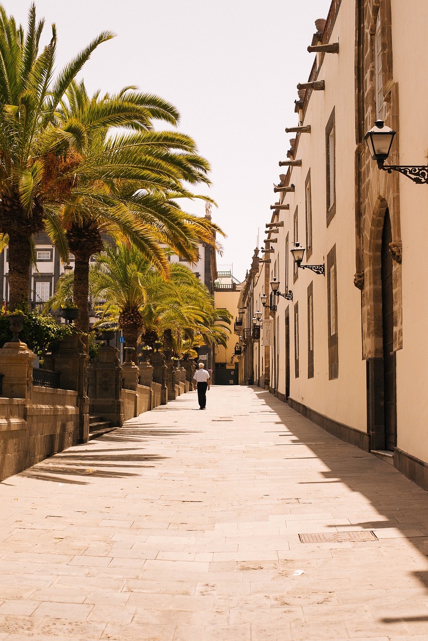 walking palm trees palm free photo